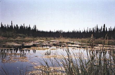 Dans le fond d'une baie encombrée d'algues.