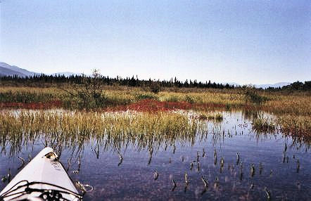 Zone de végétation entre les lacs Marsh et Tagish.