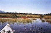 Zone de végétation entre les lacs Marsh et Tagish