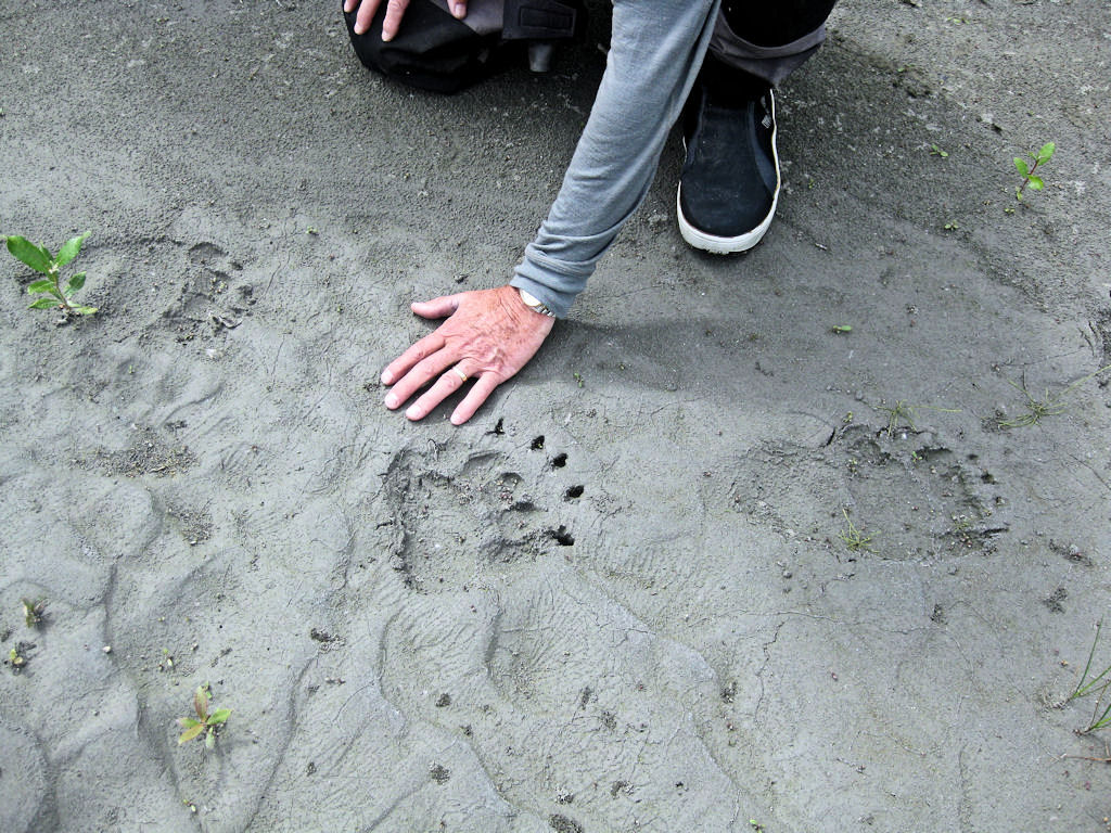 Traces de Grizzli. Remarquer la patte arrière (droite de l'image).