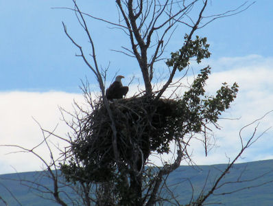 Aigle Pygarge sur la Tatshenshini.