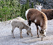 Stone Sheep.