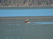 Orignal dans Muncho Lake.