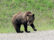 Tout jeune Grizzly, il se prend déjà au sérieux... Il est vrai que maman n'est pas loin !