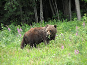 Et du reste... Voilà maman Grizzly...