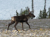 Caribou.