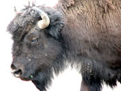 Le bison des bois (Wood Buffalo) a une taille plus importante que son cousin des plaines.