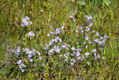 Fin juin, les prairies le long de la route sont riches en fleurs.