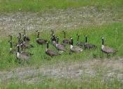 Oies du Cannada(Canada geese).