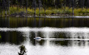 Cygne (Sauvage !).