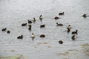 Les oiseaux d'eau sont nombreux.