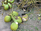 Noix de coco.