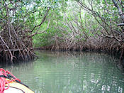 Dans la mangrove.