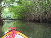 Dans la mangrove.