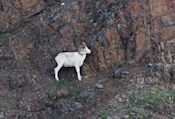 Mouflon de Dall.