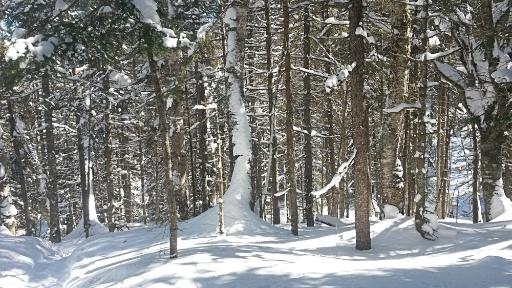 Piste de raquette.