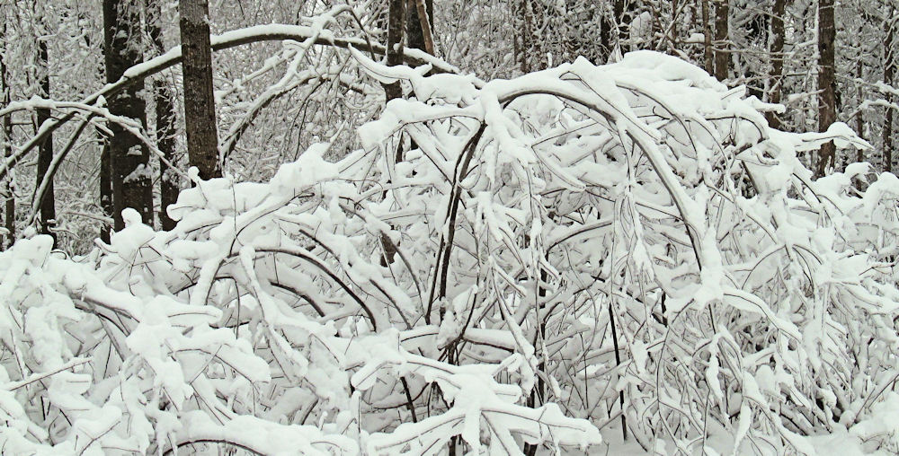 Buisson gelé.