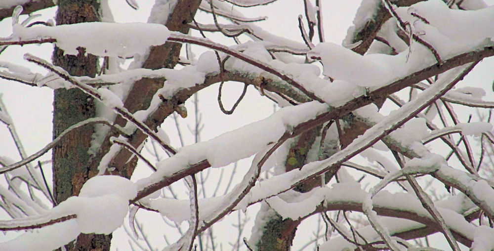 Branches enneigées.