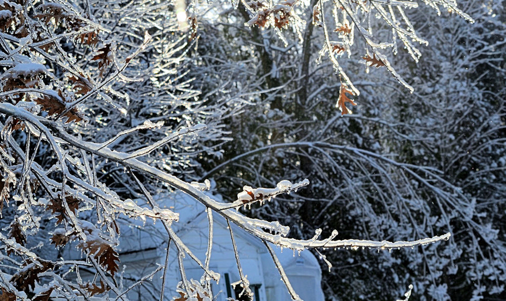 Les branches du chêne plient mais pourtant... ne rompent pas.