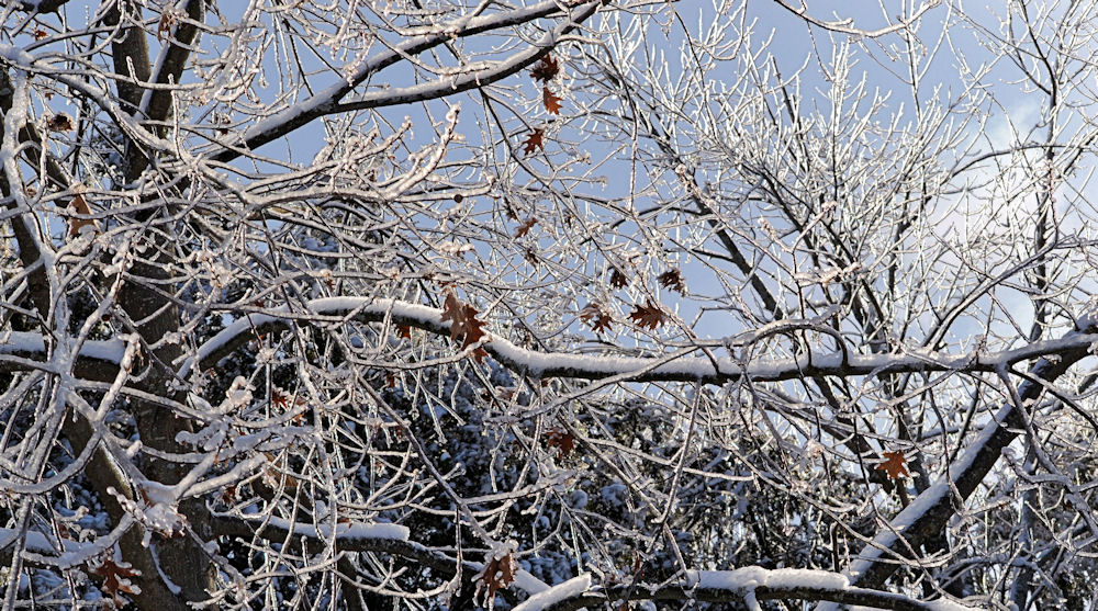 Branchages gelés.