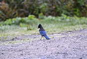 Geai de Steller (Cyanocitta stelleri)