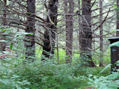 La forêt est superbe sur la côte Pacifique.