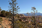 Les sommets du parc sont recouverts par le Sapin du Colorado, l'Épicéa d'Engelmann et le Pin de Bristlecone.
