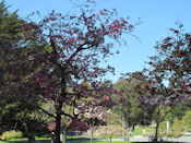 Dans le jardin botanique de San Francisco.