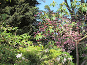 Dans le jardin botanique de San Francisco.