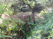 Dans le jardin botanique de San Francisco.