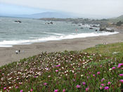 L'océan, la plage et les fleurs...