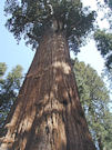 Sequoia géant.