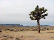 Arbre de Josué.