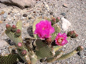 Un cactus fleuri.