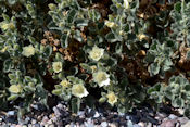 Un bosquet de fleur tapi à l'ombre dans Titus Canyon.