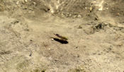 Death Valley pupfish (Cyprinodon salinus) adapté à une salinité  2,5 fois plus forte que l'océan et des températures d'eau variant de 0° à 40°C.