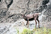 Caribou au bord de la Bell river