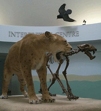 Reconstitution de chat des cavernes (Homotherium serum) - Scimitar cat