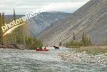 Un orignal traverse dvant les canoes.