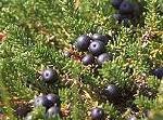 Crowberry