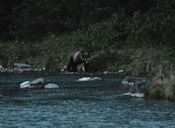 Grizzly dans la nuit.