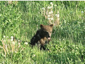 Tout jeune et déjà conscient d'être un grizzly !