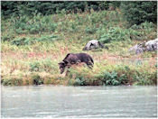 Pêche au saumon.