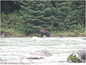 Grizzli à la pêche.