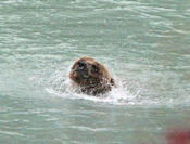 Le Grizzly est un excellent nageur.