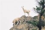 Femelles mouflon de Dall le long de la rivière.