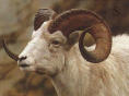 Dall Sheep