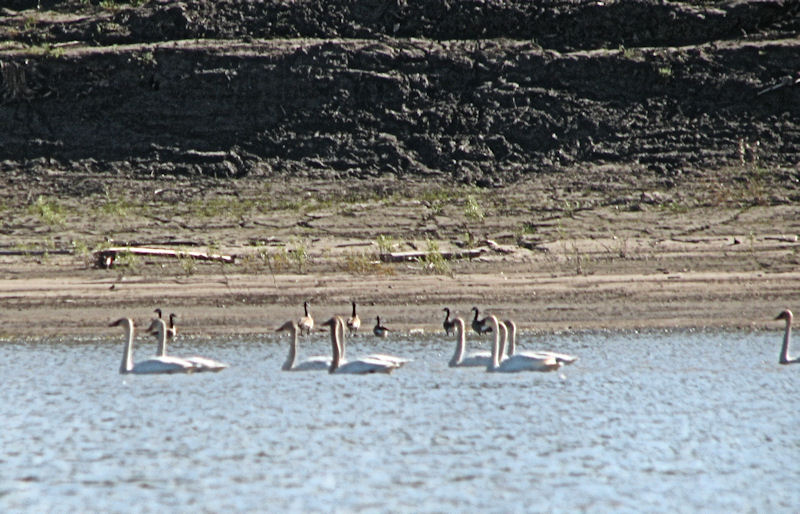 Cygnes et oies Bernaches.