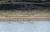 Cygnes et oies Bernaches.