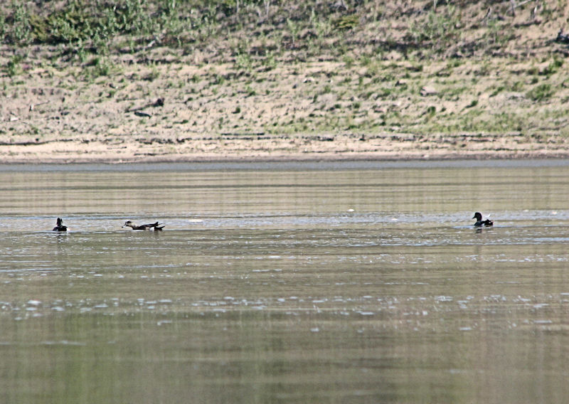 Dans cette partie, à part quelques oiseaux d'eau, la faune semble tout aussi absente que les hommes.